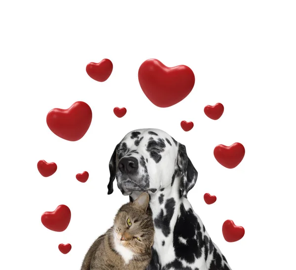 Niedliche valentine Hund und Katze zusammen — Stockfoto