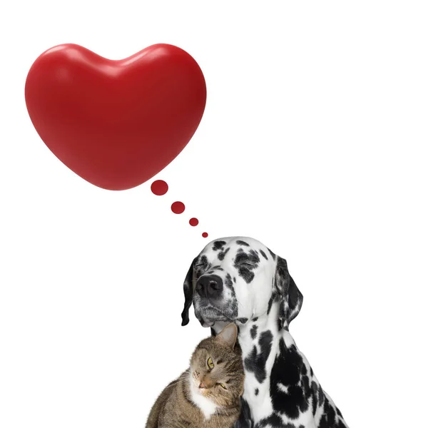 Cute valentine dog and cat together — Stock Photo, Image