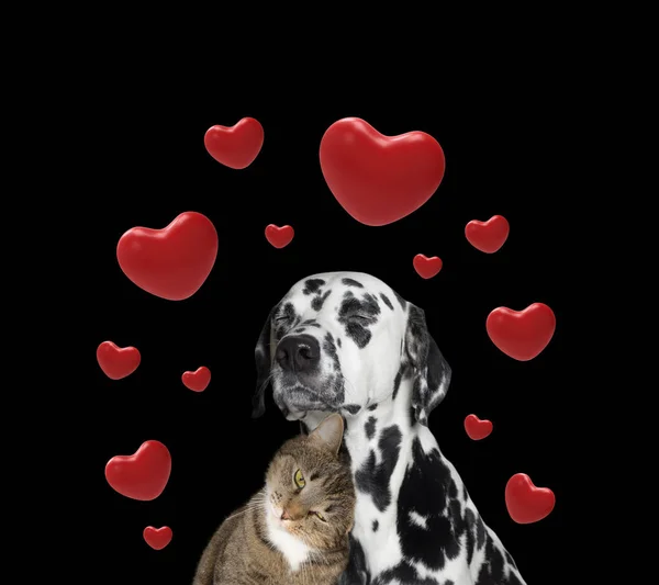 Αγίου Βαλεντίνου χαριτωμένο σκύλου και γάτας μαζί — Φωτογραφία Αρχείου