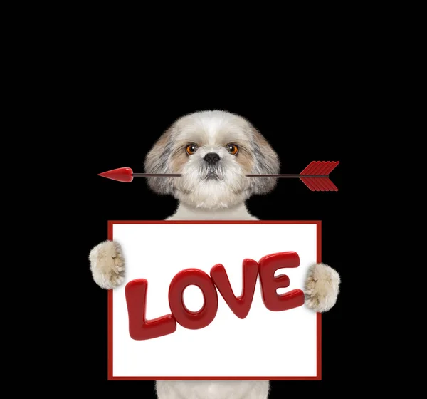 Χαριτωμένος σκύλος κρατώντας βελών και ένα πλαίσιο με αγάπη — Φωτογραφία Αρχείου