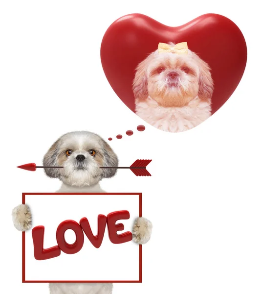 Καρδιά Αγίου Βαλεντίνου mockup με χαριτωμένο σκυλί — Φωτογραφία Αρχείου