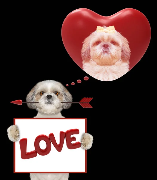 Καρδιά Αγίου Βαλεντίνου mockup με χαριτωμένο σκυλί — Φωτογραφία Αρχείου