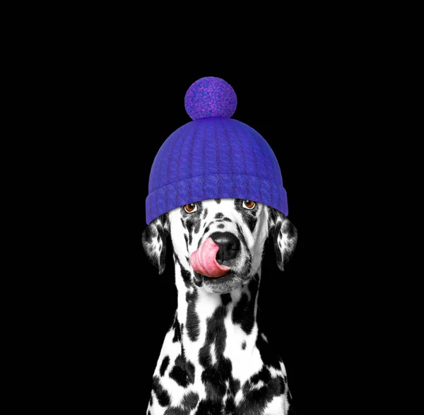 Cão de inverno em um chapéu de lã — Fotografia de Stock