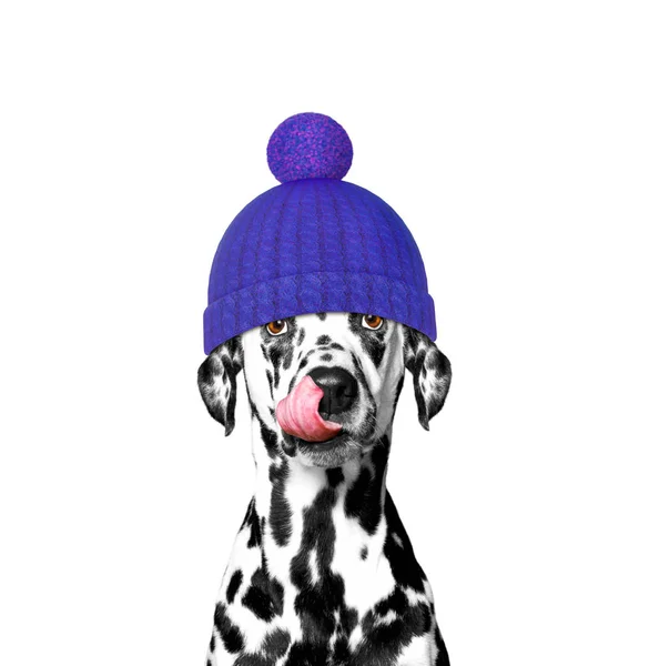 Inverno cane in un cappello di lana — Foto Stock