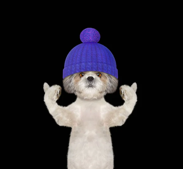 Bonito cão de inverno em um chapéu de lã — Fotografia de Stock