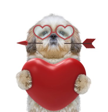 bir kalp tutan gözlük güzel köpek