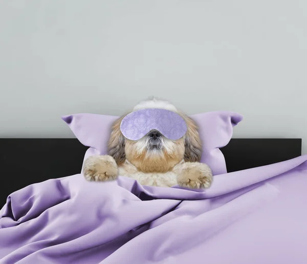 Adorable sleeping shitzu dog — Stock Photo, Image
