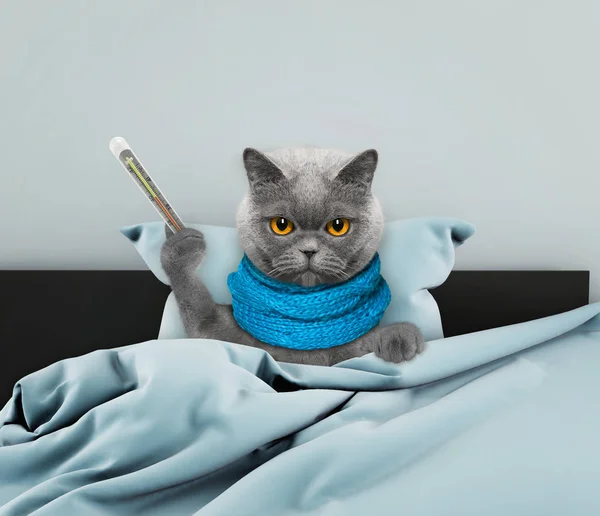 Дуже хвора кішка в ліжку — стокове фото