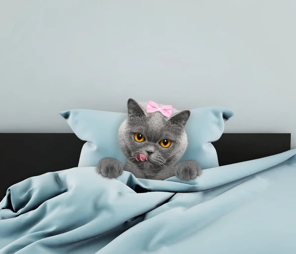 Cute cat sleeping in a bed — Stock Photo, Image