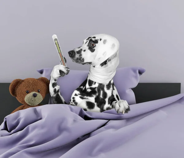 Very much sick dalmatian dog — Stock Photo, Image