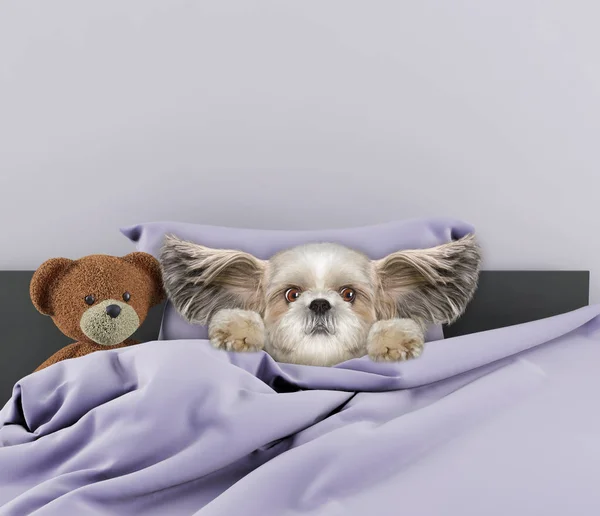 Little cute psa do spania i zabawki — Zdjęcie stockowe