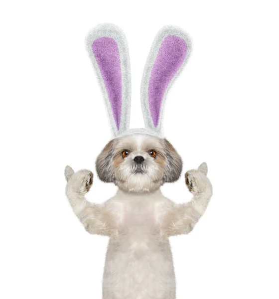 Chien aux oreilles de lapin - isolé sur blanc — Photo