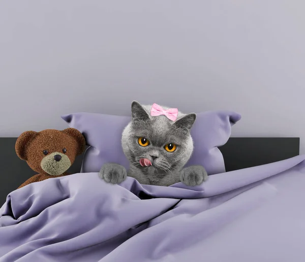 Gato deitado na cama com brinquedo — Fotografia de Stock
