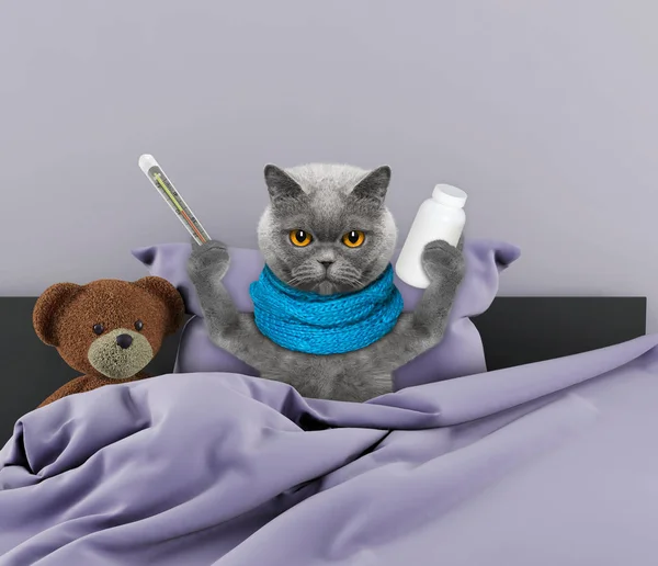 Bardzo chory kot w łóżku — Zdjęcie stockowe