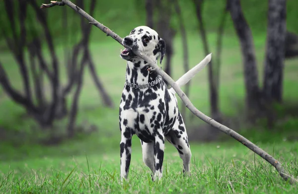 Ativo bonito dalmatian execução no verde prado . — Fotografia de Stock