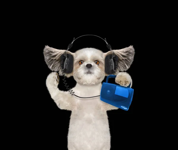 Cão bonito com fone de ouvido isolado em preto — Fotografia de Stock