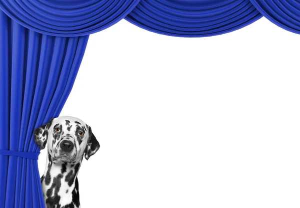Lindo perro escondido detrás de la cortina — Foto de Stock