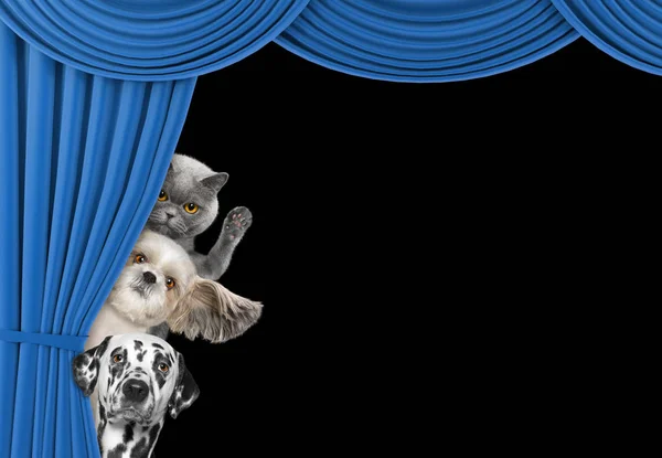 Lindos perros y gatos escondidos detrás de la cortina —  Fotos de Stock