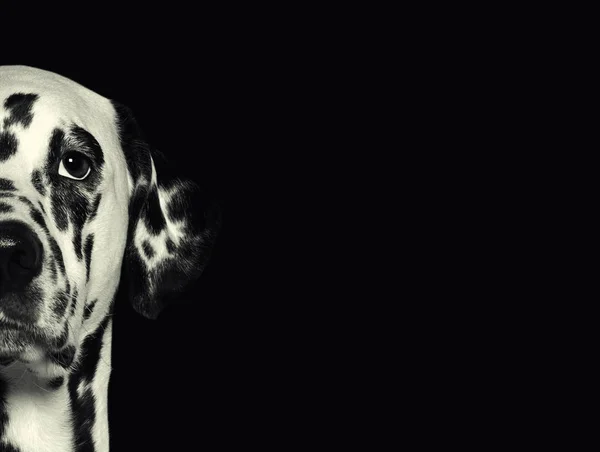 Pies dalmatyńczyk głowy na czarnym tle — Zdjęcie stockowe
