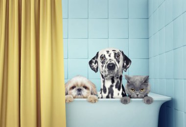 iki köpek ve kedi banyoda