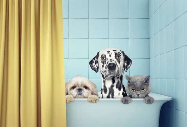 Dos perros y gato en el baño — Foto de Stock