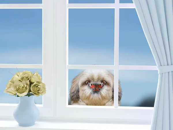 Cão com borboleta no nariz olhando pela janela — Fotografia de Stock