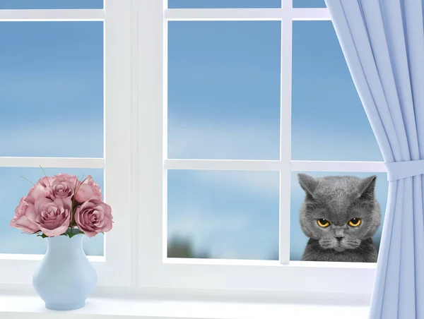 Gato bonito olhando pela janela — Fotografia de Stock