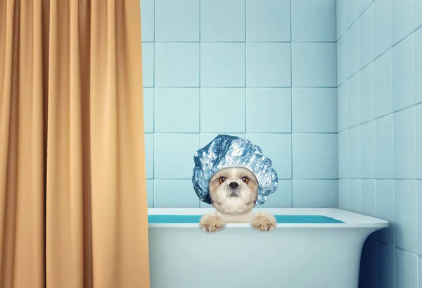 Bonito molhado shitzu cão no o banho — Fotografia de Stock
