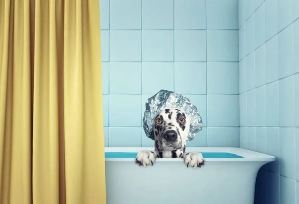 Bonito molhado cão no o banho — Fotografia de Stock