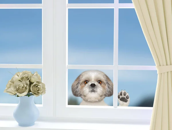 Cão bonito olhando pela janela — Fotografia de Stock