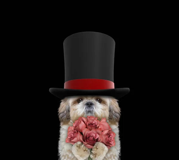 Cão bonito em um cilindro de chapéu alto com rosas — Fotografia de Stock