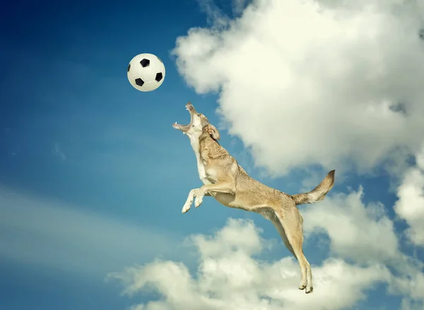 在半空中接住球的狗 — 图库照片