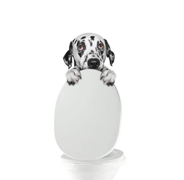 Dalmatian dog pooping into toilet bowl — Stock Photo, Image