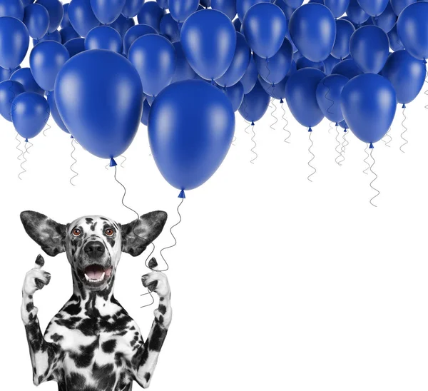 Cão dálmata bonito com balão — Fotografia de Stock