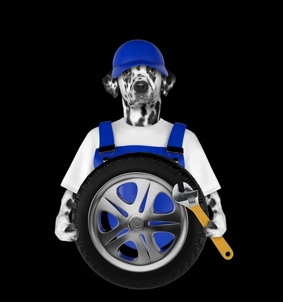 Wheel repair. Dog isolated on black — Stock Photo, Image