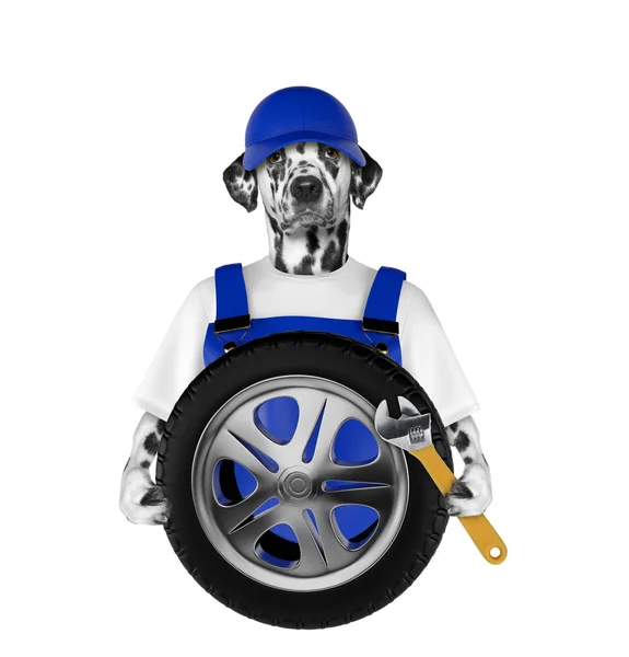 Wheel repair. Dog isolated on white — Stock Photo, Image