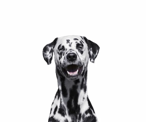 Портрет красивой далматинской собаки, смотрящей в камеру, изолированную на белом — стоковое фото