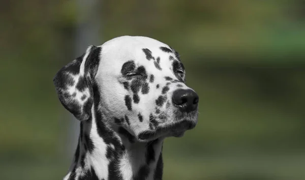 Retrato adorável bonito manchado do cão de Dalmatian — Fotografia de Stock