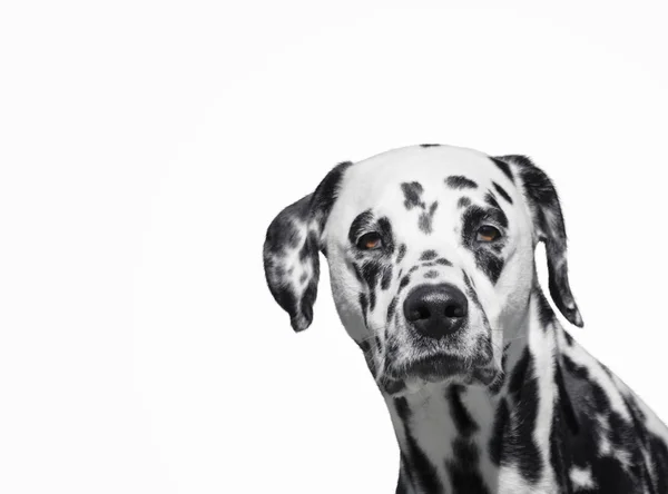 Πορτρέτο του όμορφη σκυλί Δαλματίας βλέπουν φωτογραφική μηχανή που απομονώνονται σε λευκό — Φωτογραφία Αρχείου
