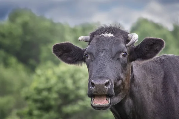Czarna krowa na lato zielony łąka. — Zdjęcie stockowe
