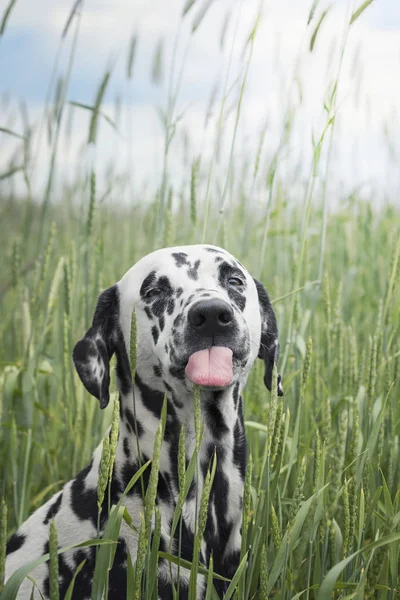 Χαριτωμένο dalmatian ευτυχισμένη κουτάβι σκυλί κάθεται στο γρασίδι φρέσκιες καλοκαιρινές — Φωτογραφία Αρχείου