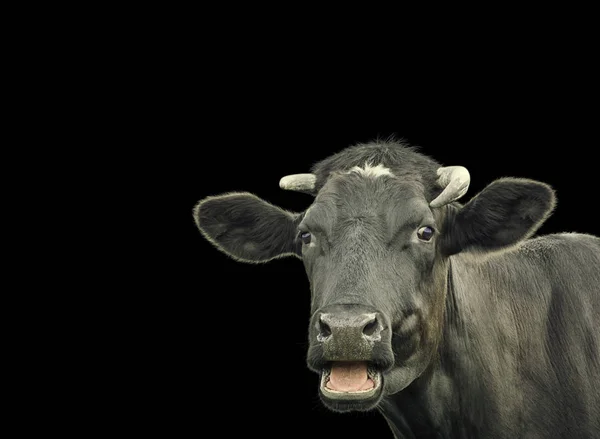 Черная милая корова изолирована на черном — стоковое фото