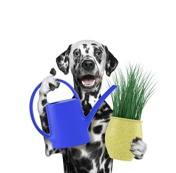 Dalmacia perro jardinero con flor y regadera aislado en blanco —  Fotos de Stock