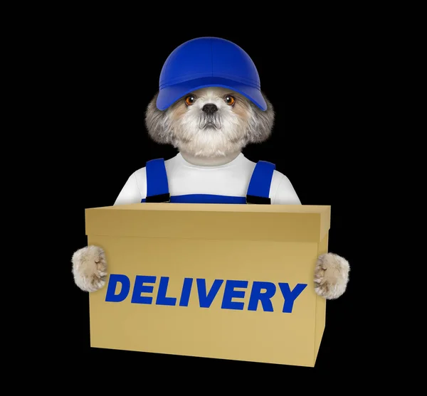 Cão bonito entrega caixa de correio amarelo - isolado em fundo preto — Fotografia de Stock