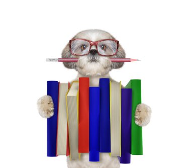 Büyük bir kitap--beyaz izole yığını tutan şirin shitzu köpek