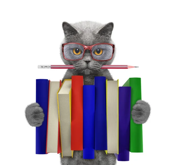 Roztomilý kočka drží velký Stoh knih – izolované na bílém — Stock fotografie