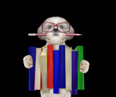 Büyük bir kitap--siyah izole yığını tutan şirin shitzu köpek