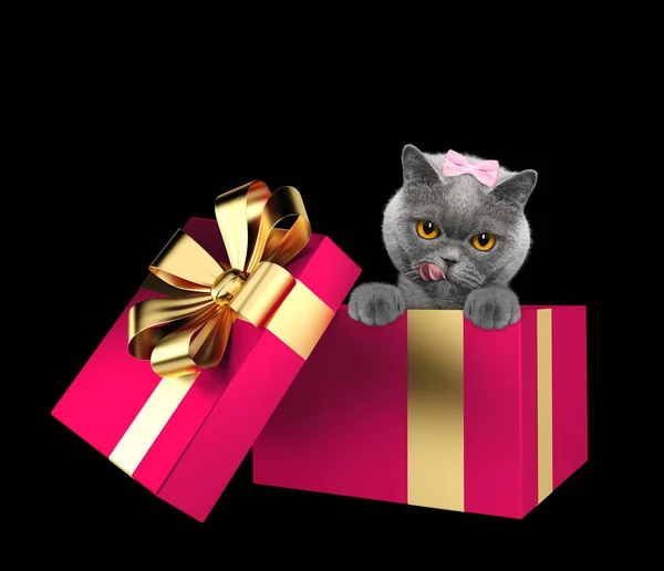 Lindo gato en una caja de regalo rosa aislado en negro —  Fotos de Stock