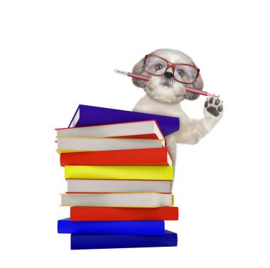 Beyaz izole kitap ile şirin Akıllı köpek