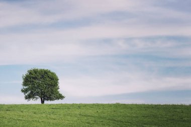 Yaz manzara mavi gökyüzü bulutlu altında çayır üzerinde tek ağaç